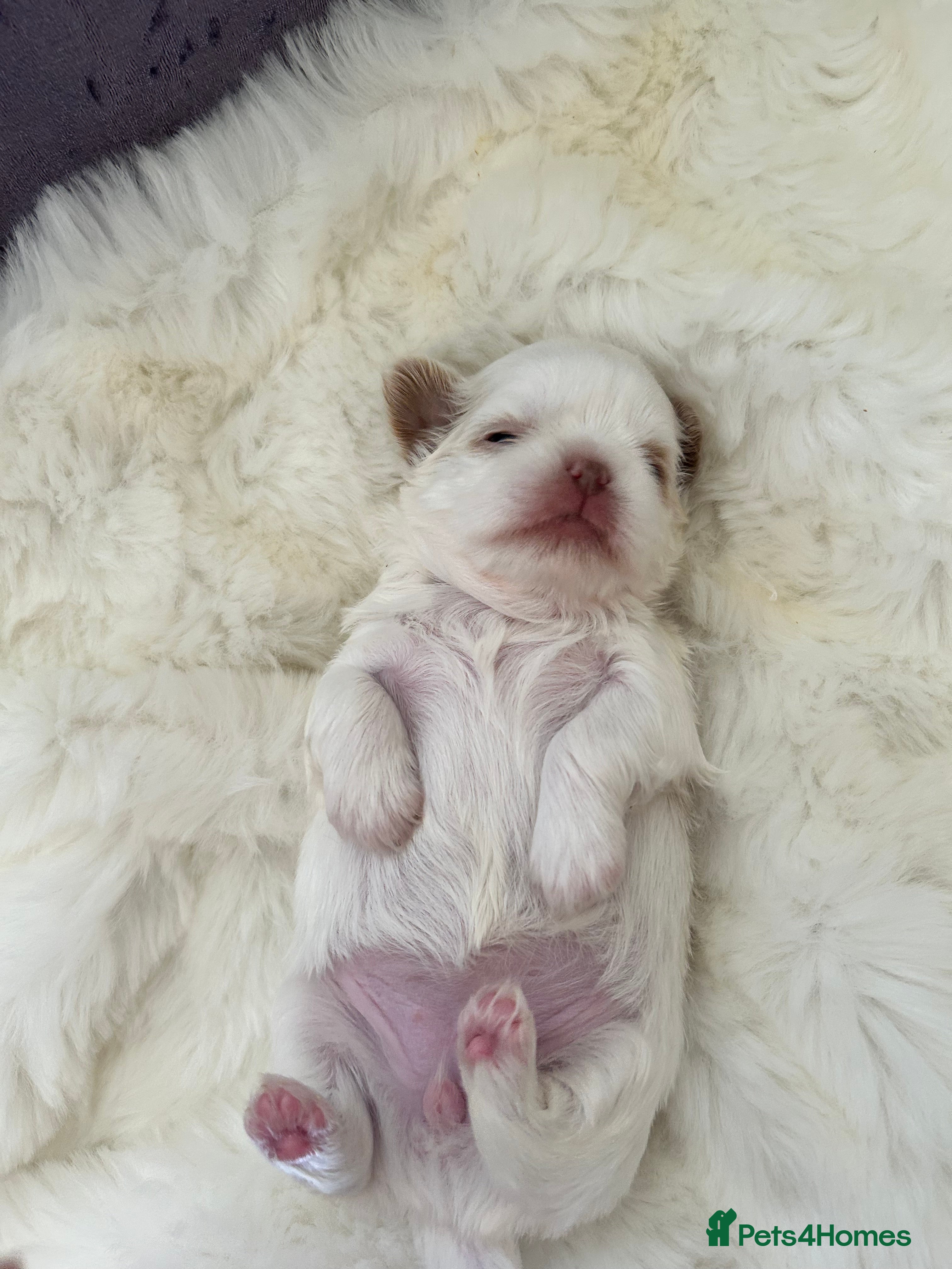 Shih Tzu dogs Stunning litter of KC imperial Shih Tzus  - Advert 2