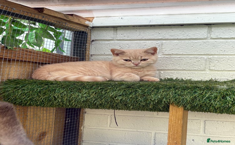 British Shorthair cats - Advert 2