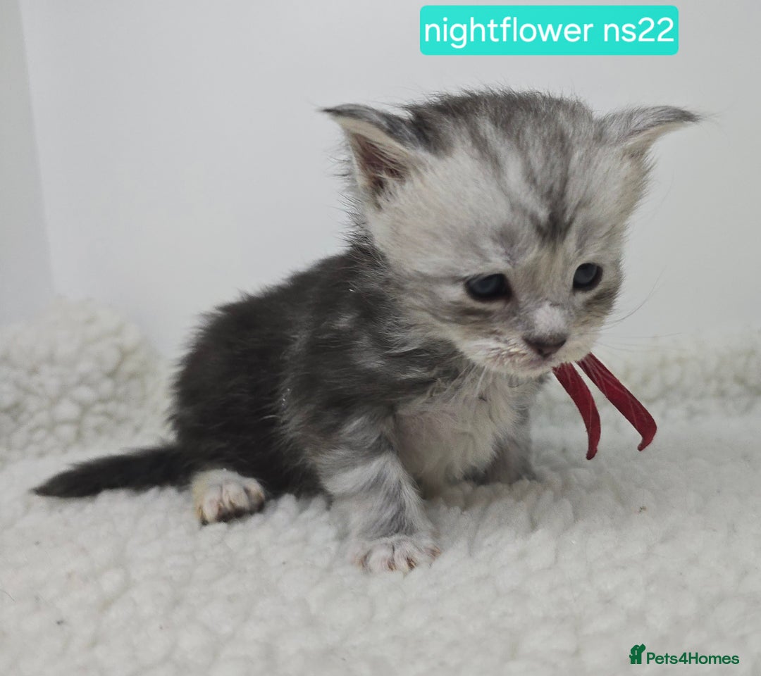 Maine Coon cats for sale: Maine Coon Kittens Silver Imported Shaded Lines - Image 20