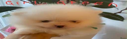 Pomeranian dogs for sale: Gorgeous puppies  - Advert 34