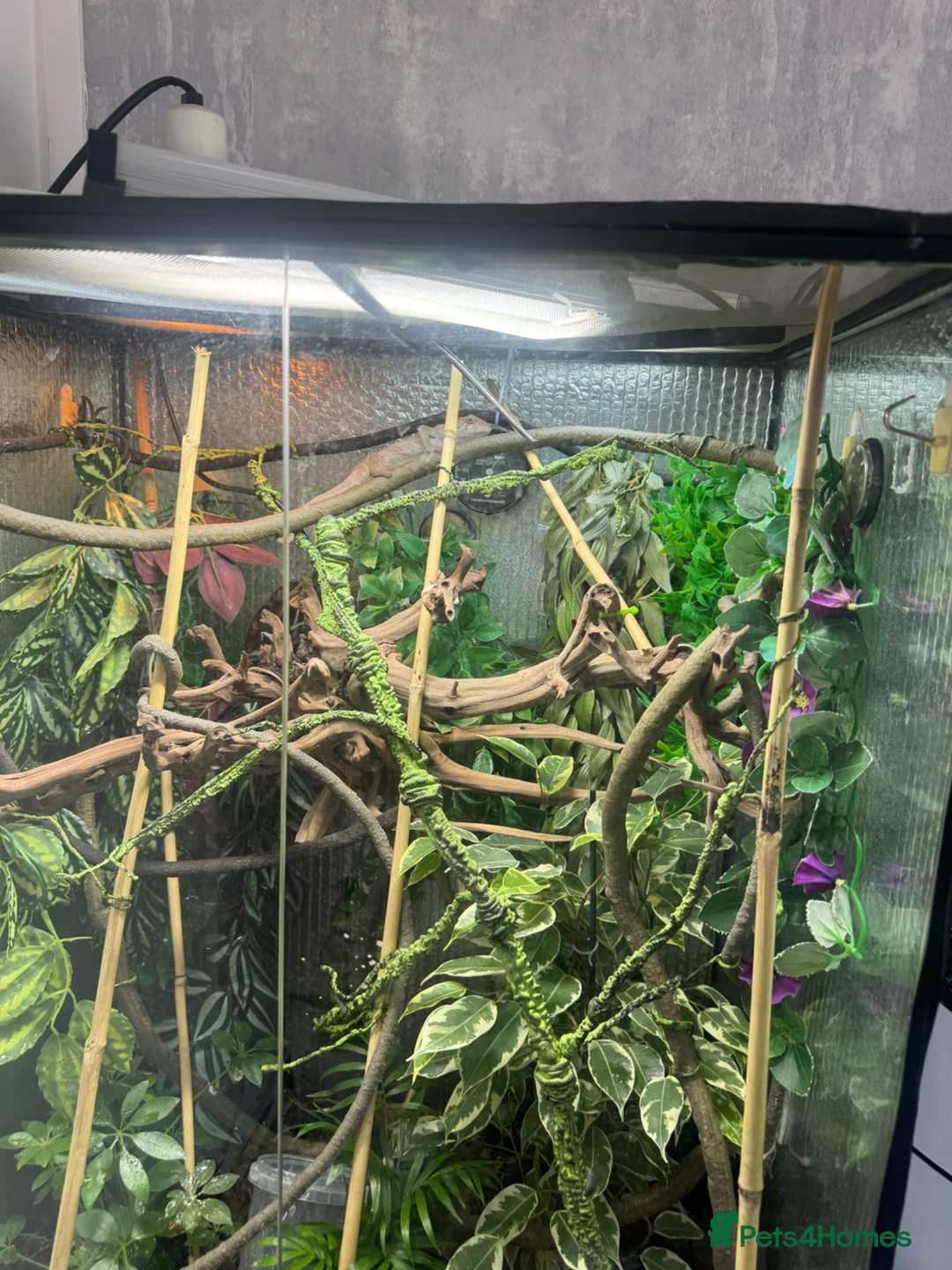 Chameleon reptiles for sale: Female panther chameleon around 7months old  - Advert 1
