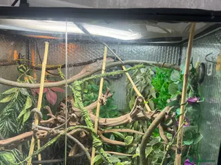 Chameleon reptiles Female panther chameleon around 7months old - Advert 16