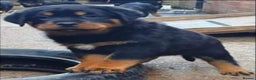 Rottweiler dogs for stud: OUR GORGEOUS DARK MALE BLUE FOR STUD - Advert 5