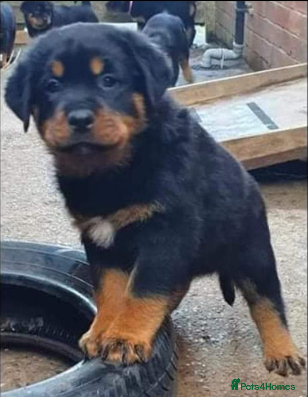 Rottweiler dogs for stud: OUR GORGEOUS DARK MALE BLUE FOR STUD - Advert 5