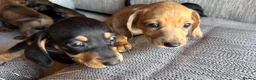 Miniature Dachshund dogs for sale: Miniature dachshunds - Advert 27