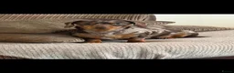 Miniature Dachshund dogs for sale: Miniature daschounds - Advert 1