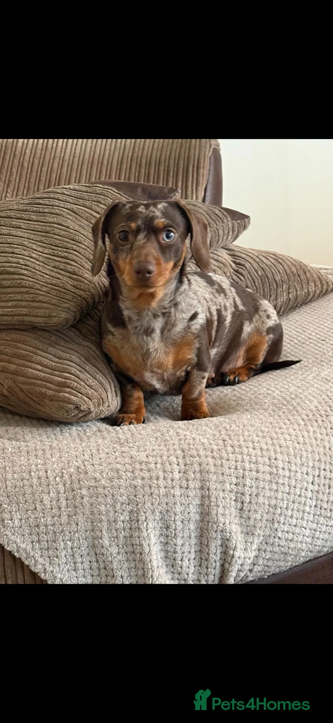 Miniature Dachshund dogs for sale: Miniature daschounds - Advert 1