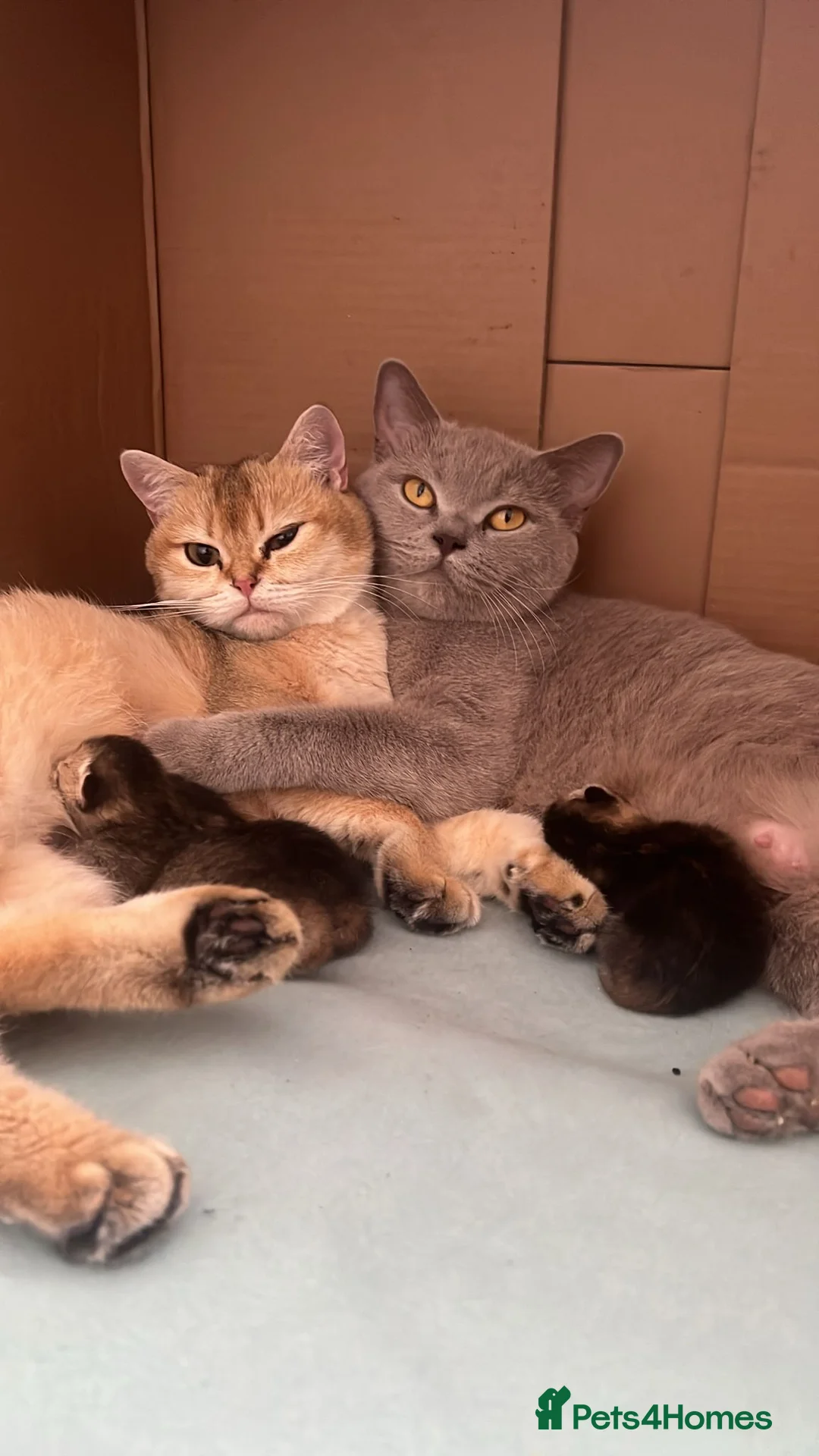 British Shorthair cats for sale: Golden tipped British shorthairs  - Advert 4