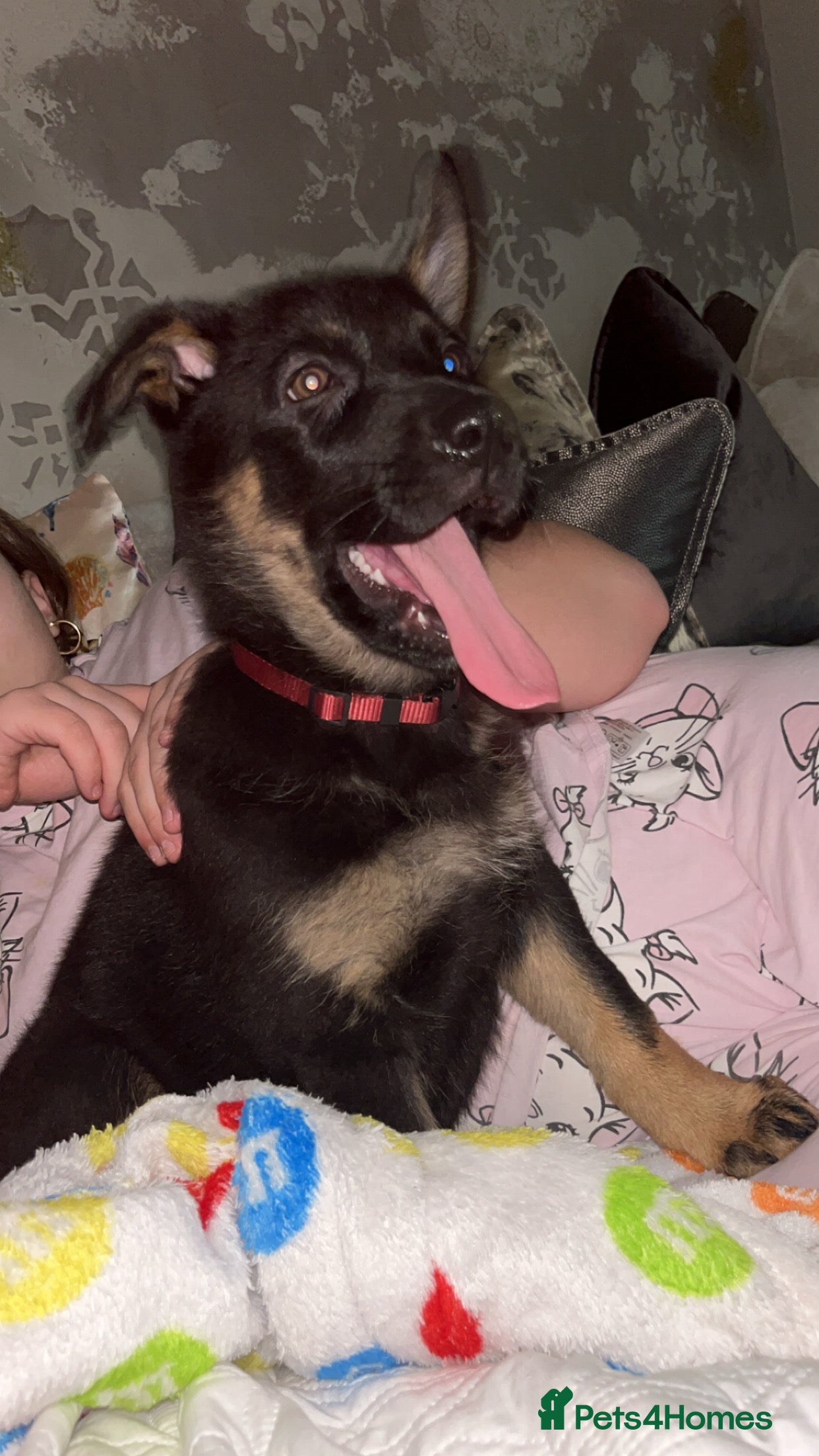 German Shepherd dogs German Shepherd pups Black&Sable.. LAST BITCH💕 - Advert 11