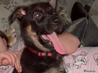 German Shepherd dogs German Shepherd pups Black&Sable.. LAST BITCH💕 - Advert 1