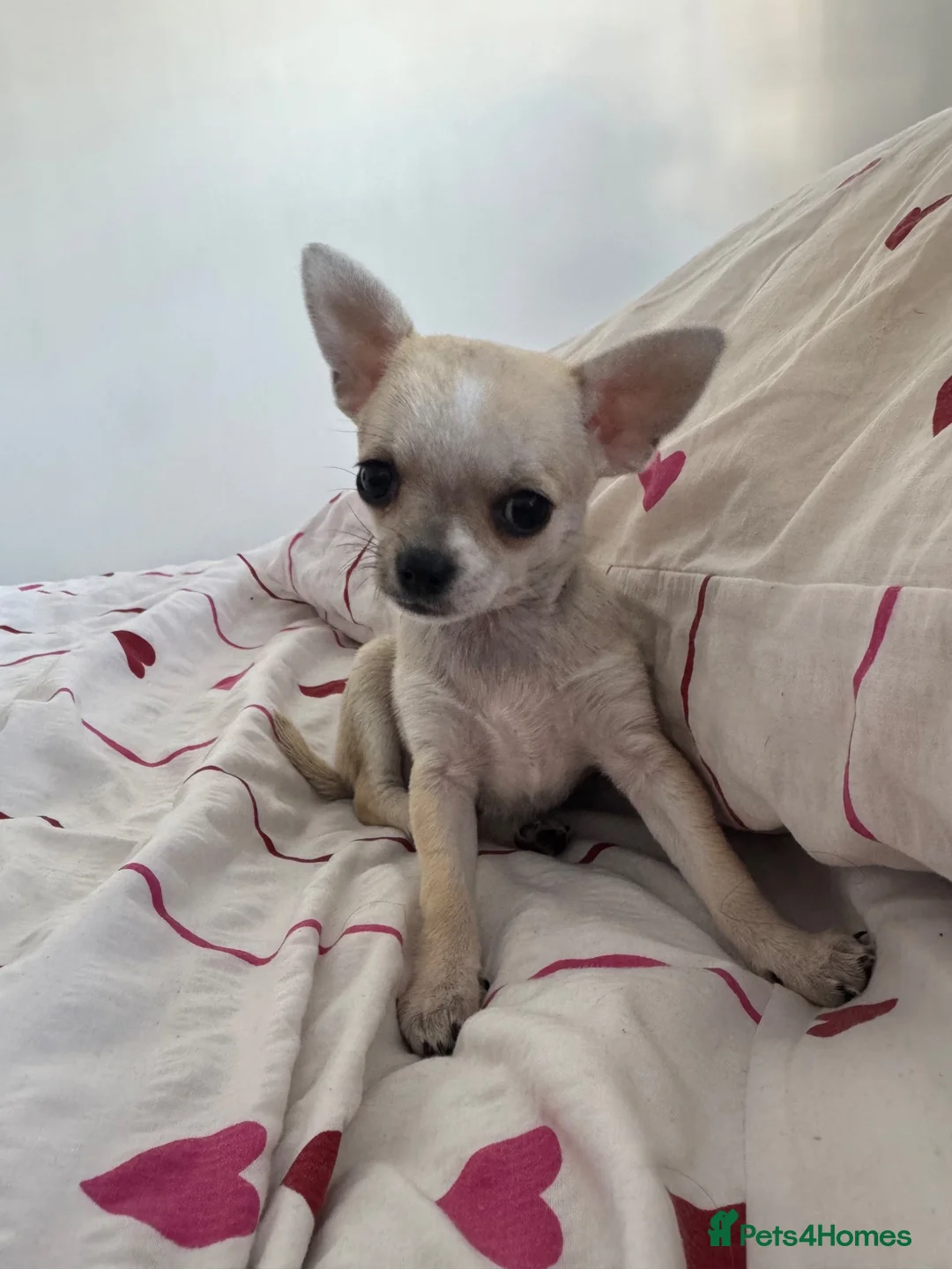 Chihuahua dogs for sale: Chihuahua Girl Ready NOW - Advert 1