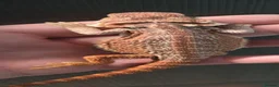 Bearded Dragon reptiles for sale: Red Monster blue bars and Hypos and Trans - Advert 16