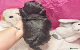 Shih Tzu dogs for sale: Kc stunning small imperial baby boy/girl - Image 5
