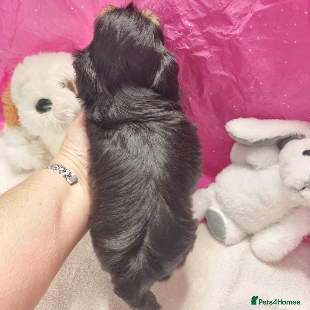 Shih Tzu dogs for sale: Kc stunning small imperial baby boy/girl - Image 5