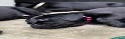 Labrador Retriever dogs for sale: Gorgeous Black Labrador Puppies  - Advert 5