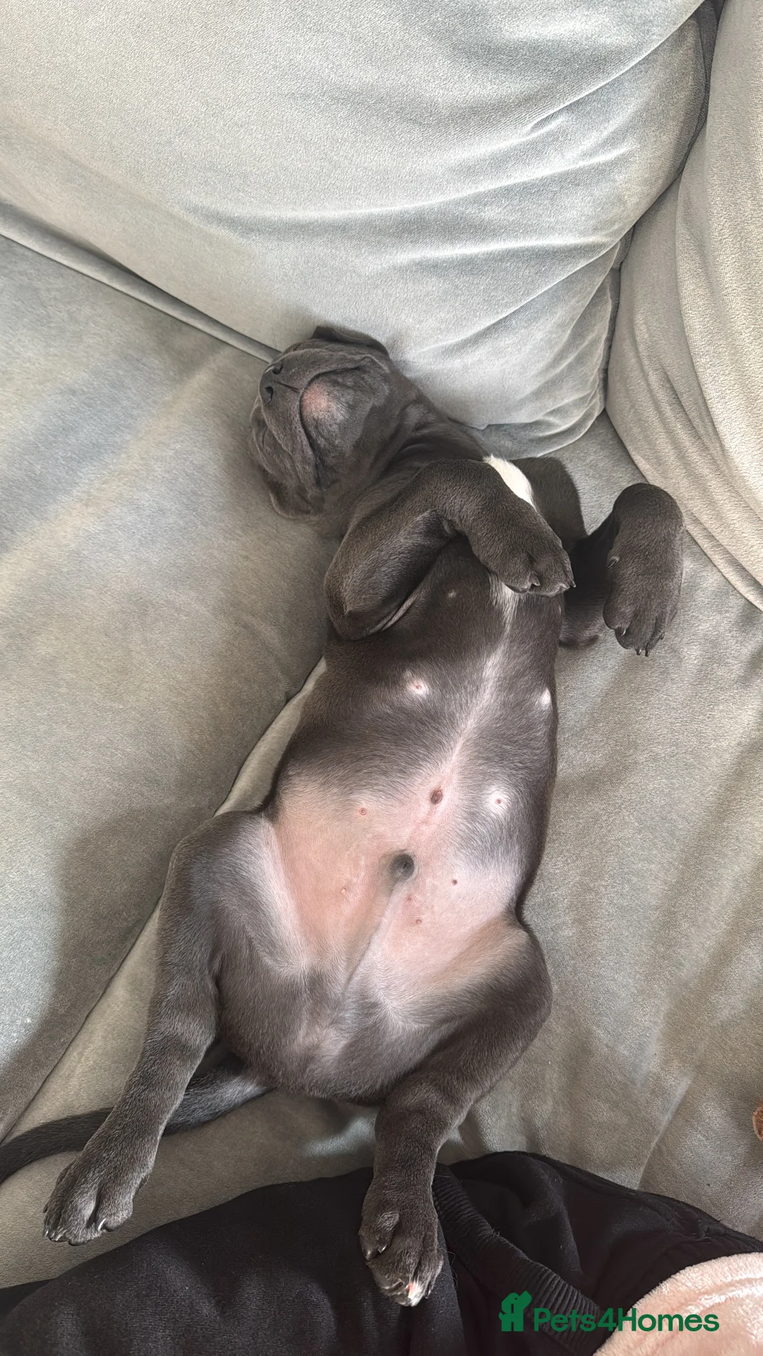 Mixed Breed dogs for sale: Re-home my Male Mixed cane corso puppy in London - Advert 4