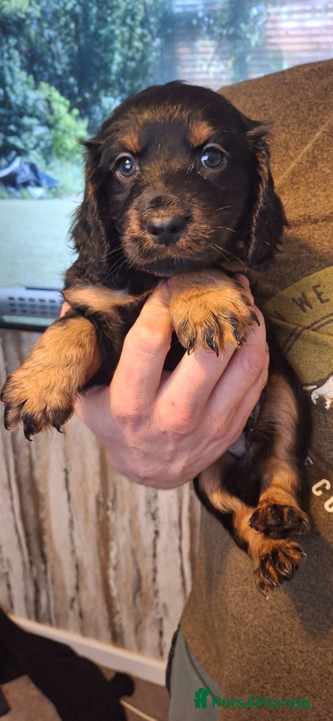 Cockapoo dogs for sale: Cockapoos for sale - Image 1