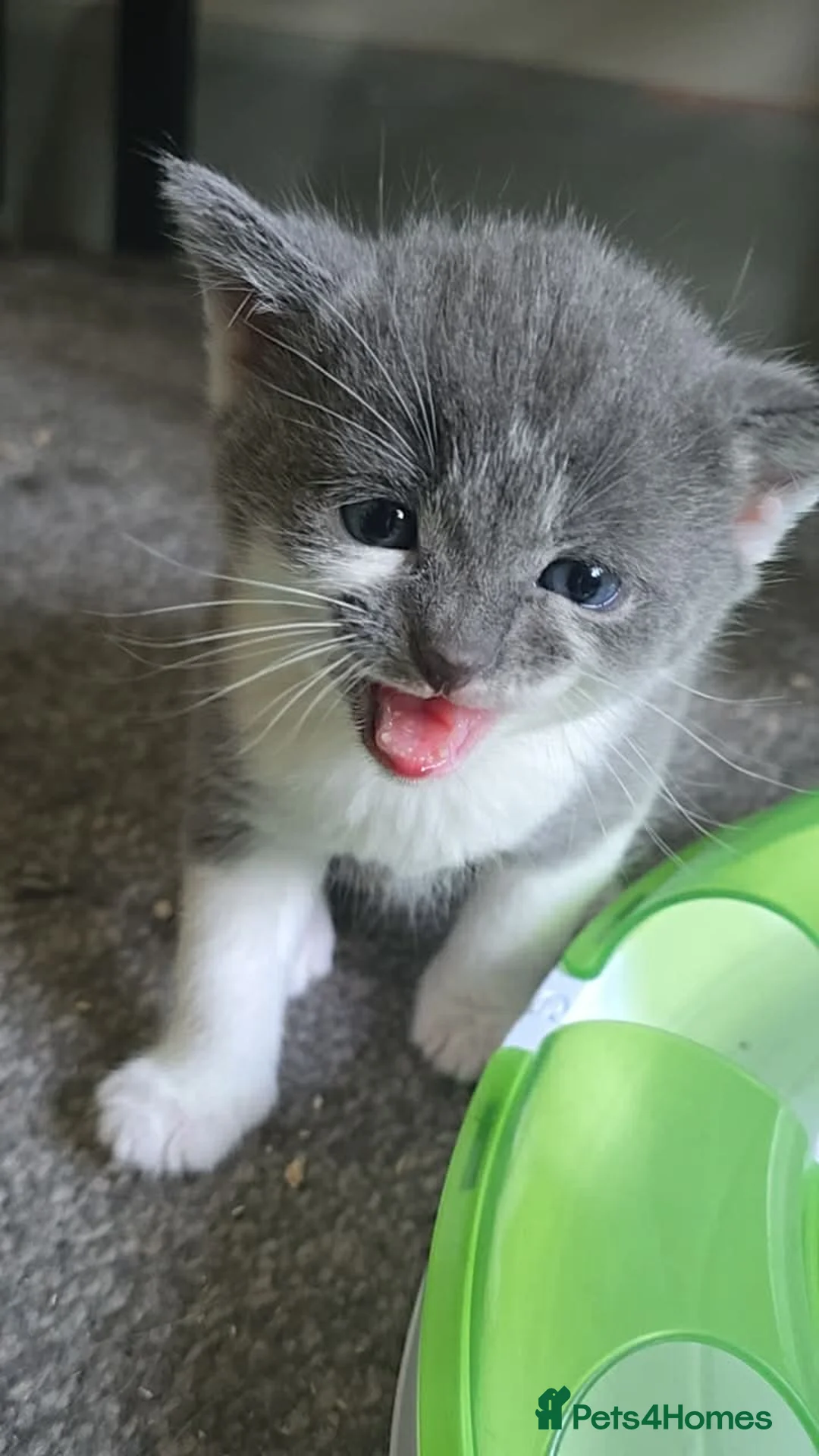 Mixed Breed cats for sale: 3 kittens  - Advert 1
