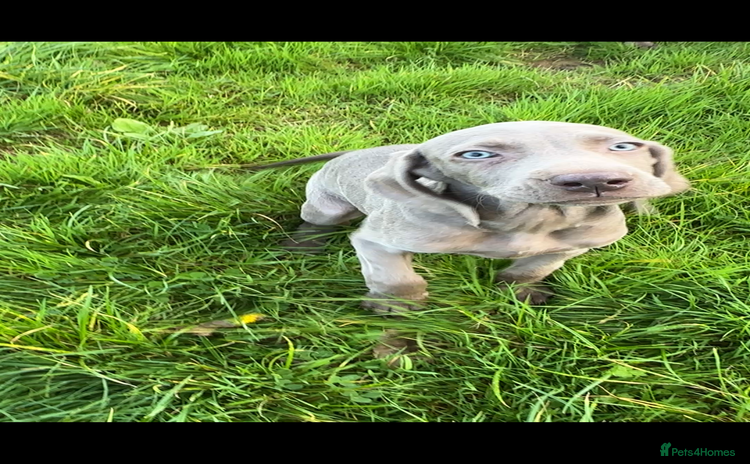 Weimaraner dogs - Advert 1