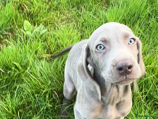 Weimaraner dogs - Advert 7