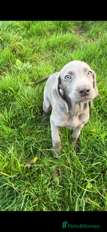 Weimaraner dogs - Advert 1