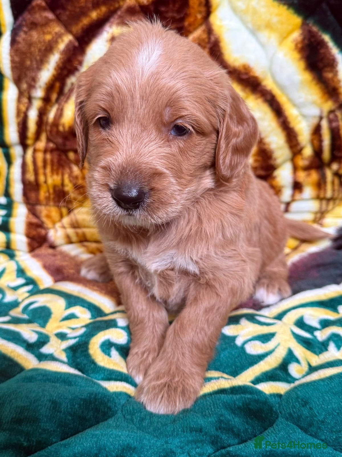 Goldendoodle dogs STUNNING AUSTRALIAN GOLDENDOODLE PUPPIES! - Advert 1