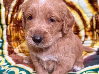 Goldendoodle dogs STUNNING AUSTRALIAN GOLDENDOODLE PUPPIES! - Advert 1