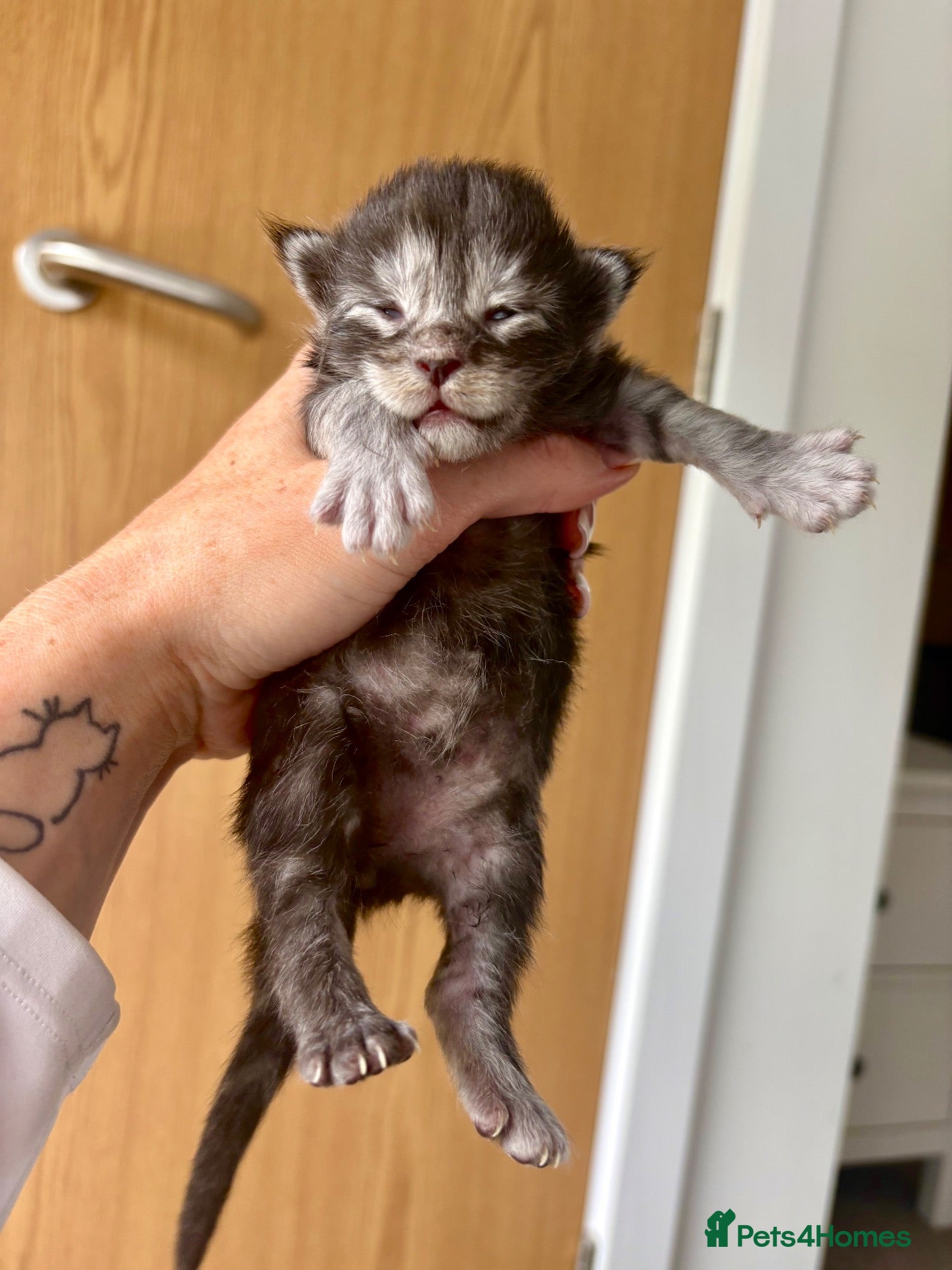 Maine Coon cats AVAILABLE FOR RESERVATION🩶🖤 - Advert 8