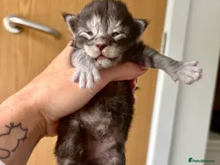 Maine Coon cats AVAILABLE FOR RESERVATION🩶🖤 - Advert 8