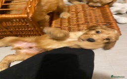 Labradoodle dogs for sale:  Australian Labradoodles Show Cocker Spaniel - Image 8