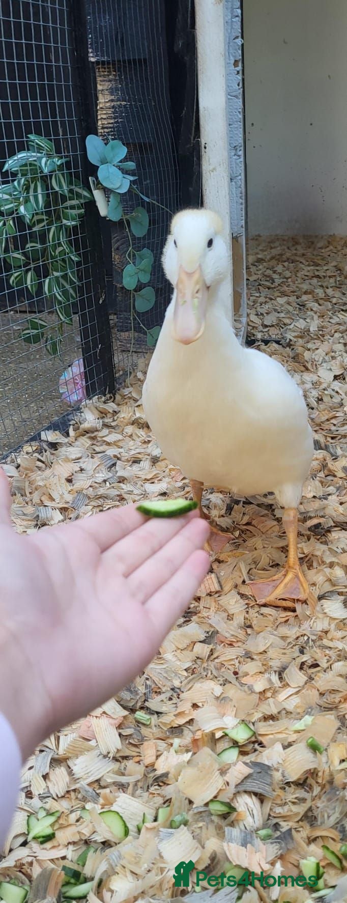 Ducks poultry 💛Pekin named Bread is available💛 - Advert 1