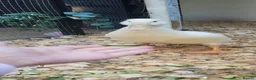 Ducks poultry for sale: 💛Pekin named Bread is available💛 - Advert 1