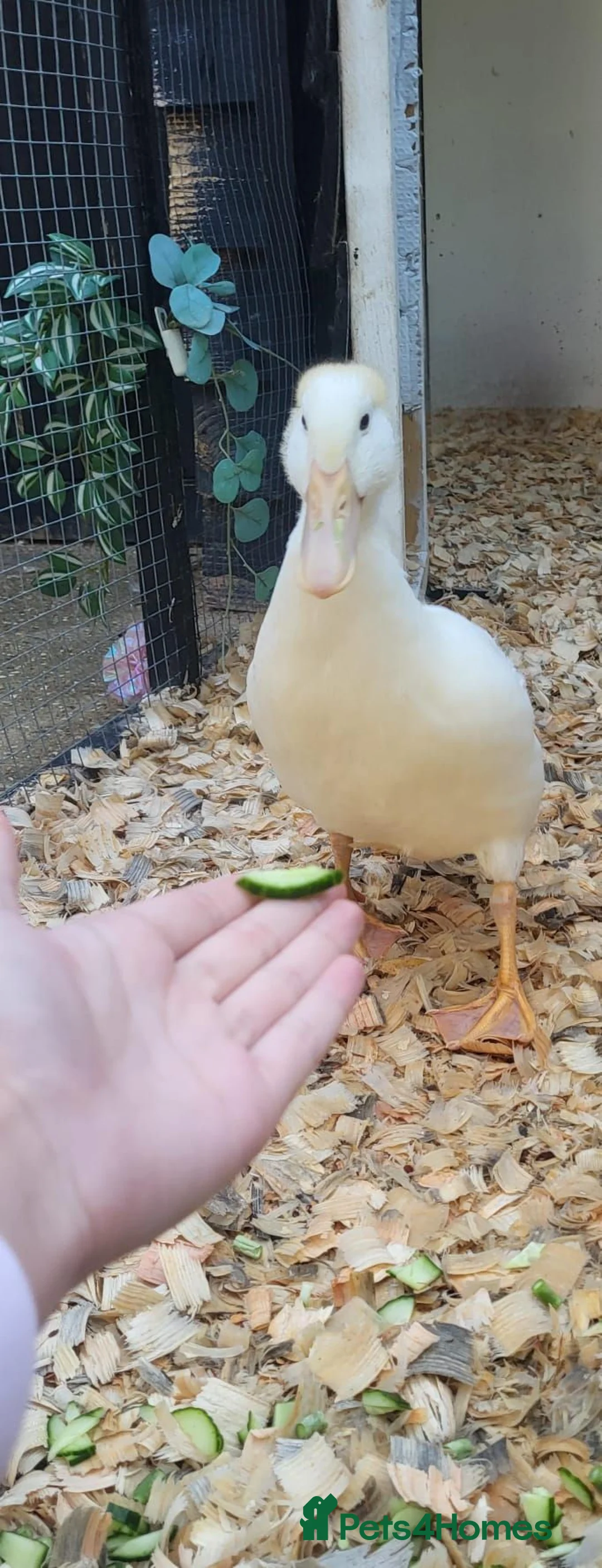 Ducks poultry for sale: 💛Pekin named Bread is available💛 - Advert 1