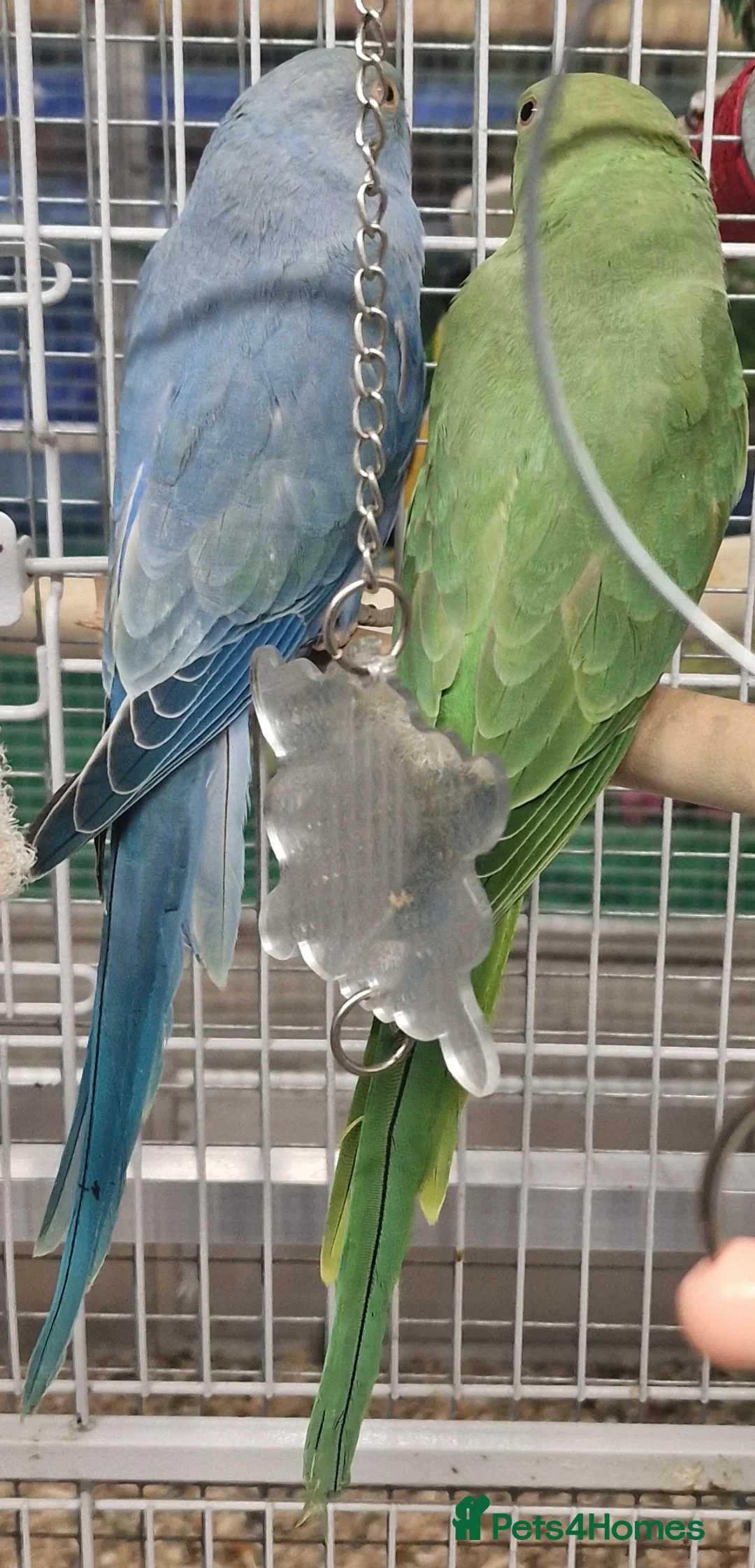 Parrots birds for sale: Parrots/ Parakeets Available  - Advert 16