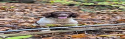 English Springer Spaniel dogs for stud: Fully Health-tested Springer Spaniel Stud Dog - Advert 1