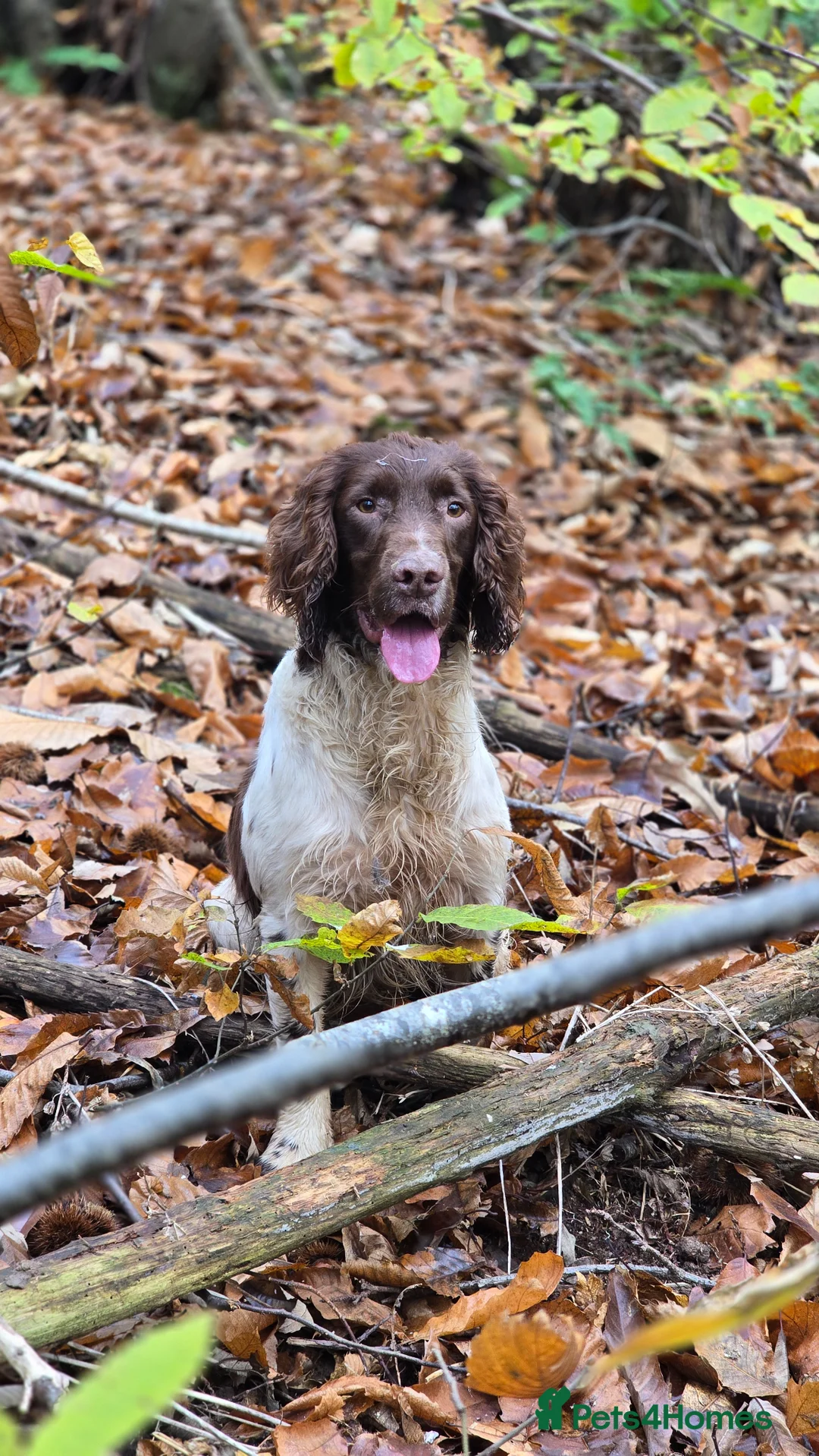 English Springer Spaniel dogs for stud: Fully Health-tested Springer Spaniel Stud Dog - Advert 1