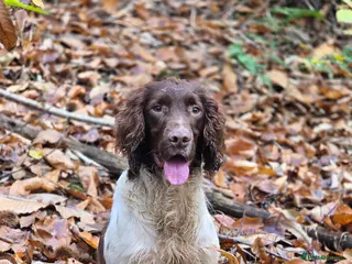 English Springer Spaniel dogs Fully Health-tested Springer Spaniel Stud Dog - Advert 3