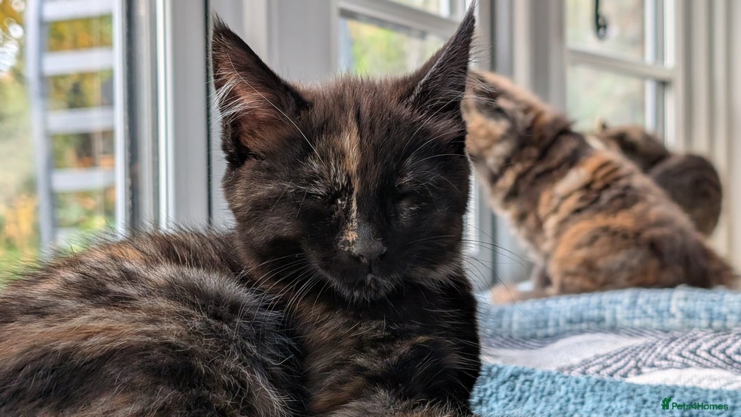 Maine Coon cats for sale: 4 Maine Coon / Ragdoll kittens - Image 7