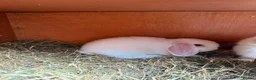 Mini Lop rabbits for sale: Mini lops 9 weeks old male and female in Cardiff - Advert 3