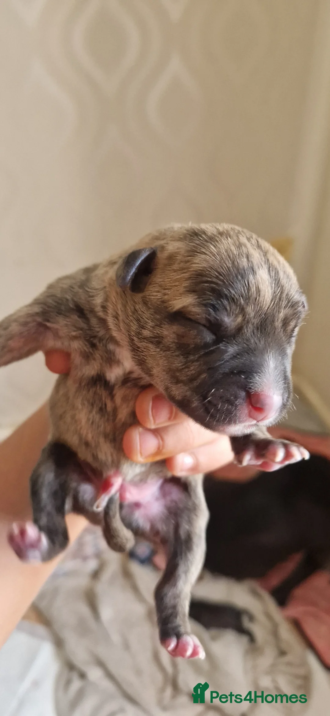 Staffordshire Bull Terrier dogs for sale: Staffordshire Bull Terrier Puppies for Sale - Advert 11