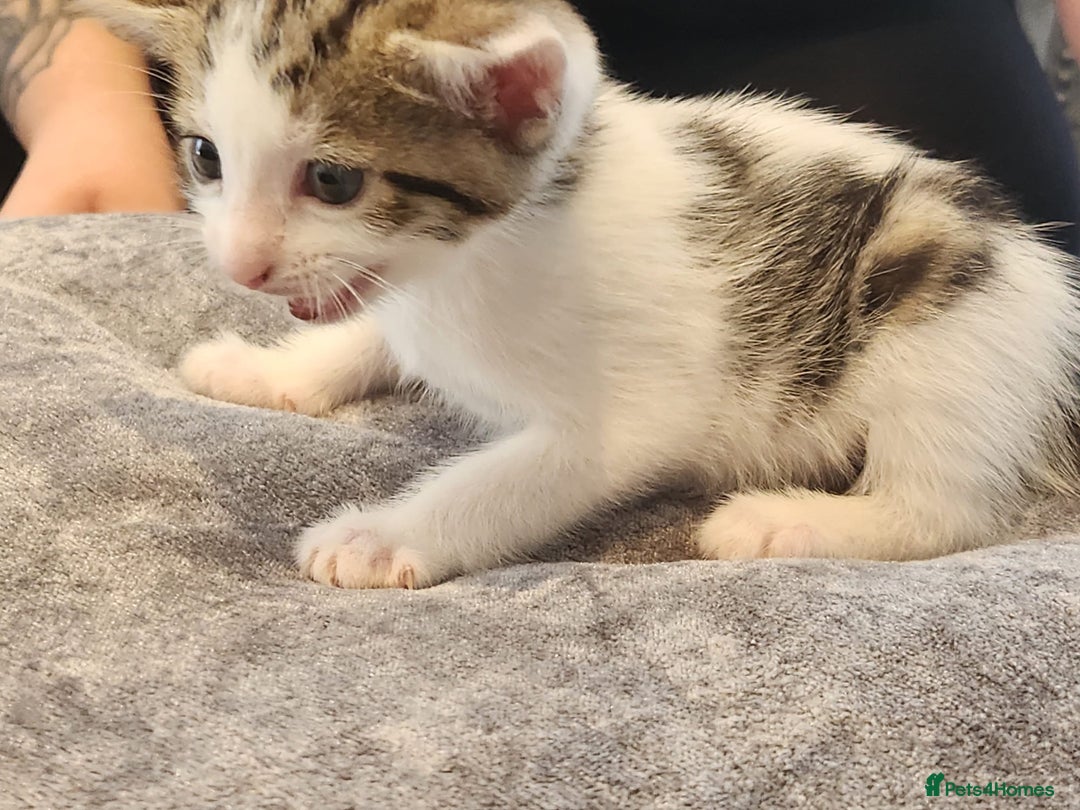 British Shorthair cats for sale: 4 beautiful little boys  - Image 8