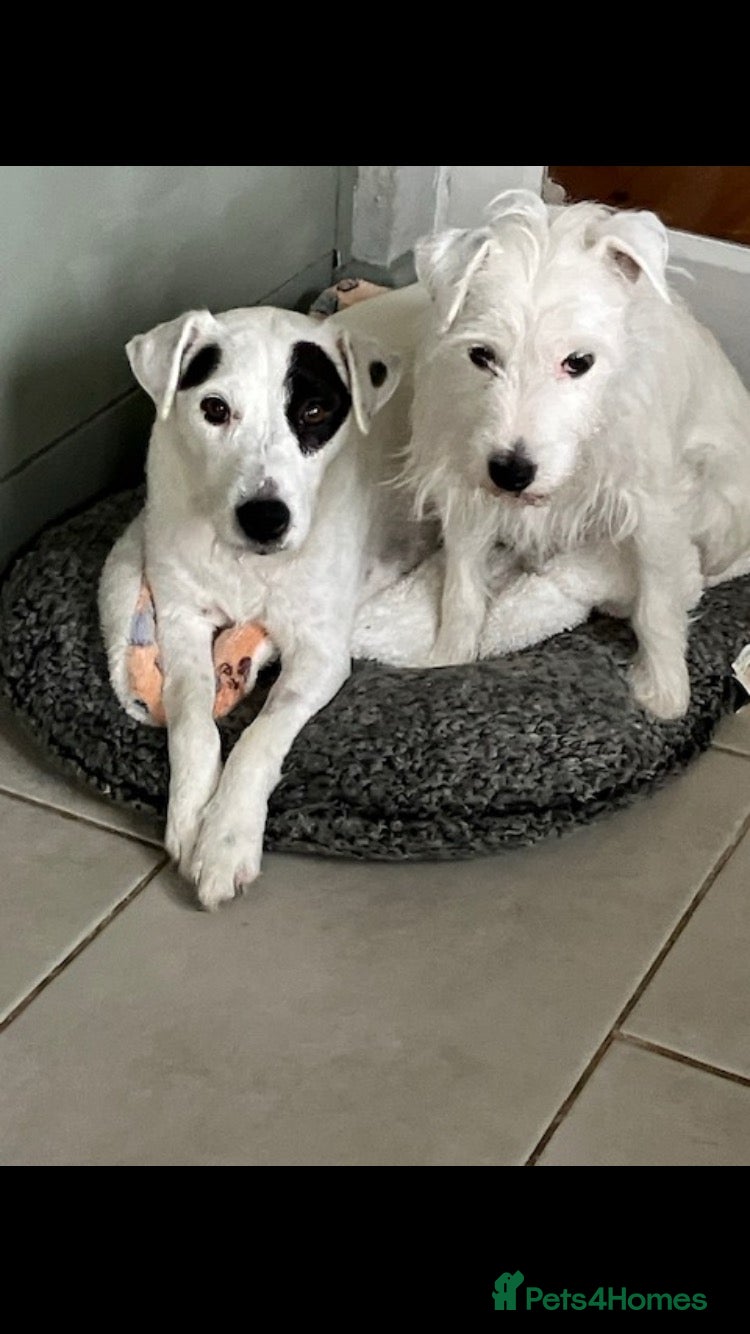 Parson Russell dogs for sale: Parson russell terriers: LOA,SCA/PLL-Dad kc reg- - Advert 1
