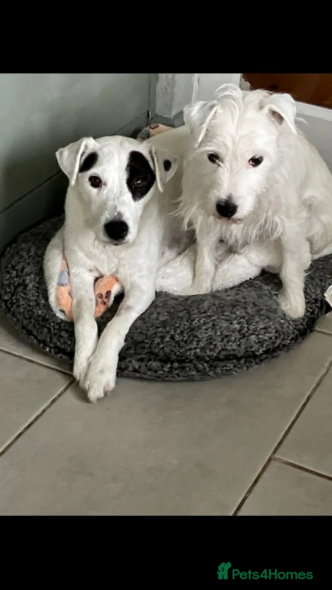 Parson Russell dogs for sale: Parson russell terrier pup LOA,SCA/PLL-Dad kc reg- - Advert 1