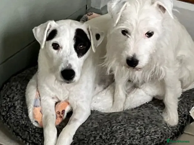 Parson Russell dogs for sale: Parson russell terrier pup LOA,SCA/PLL-Dad kc reg- - Advert 1