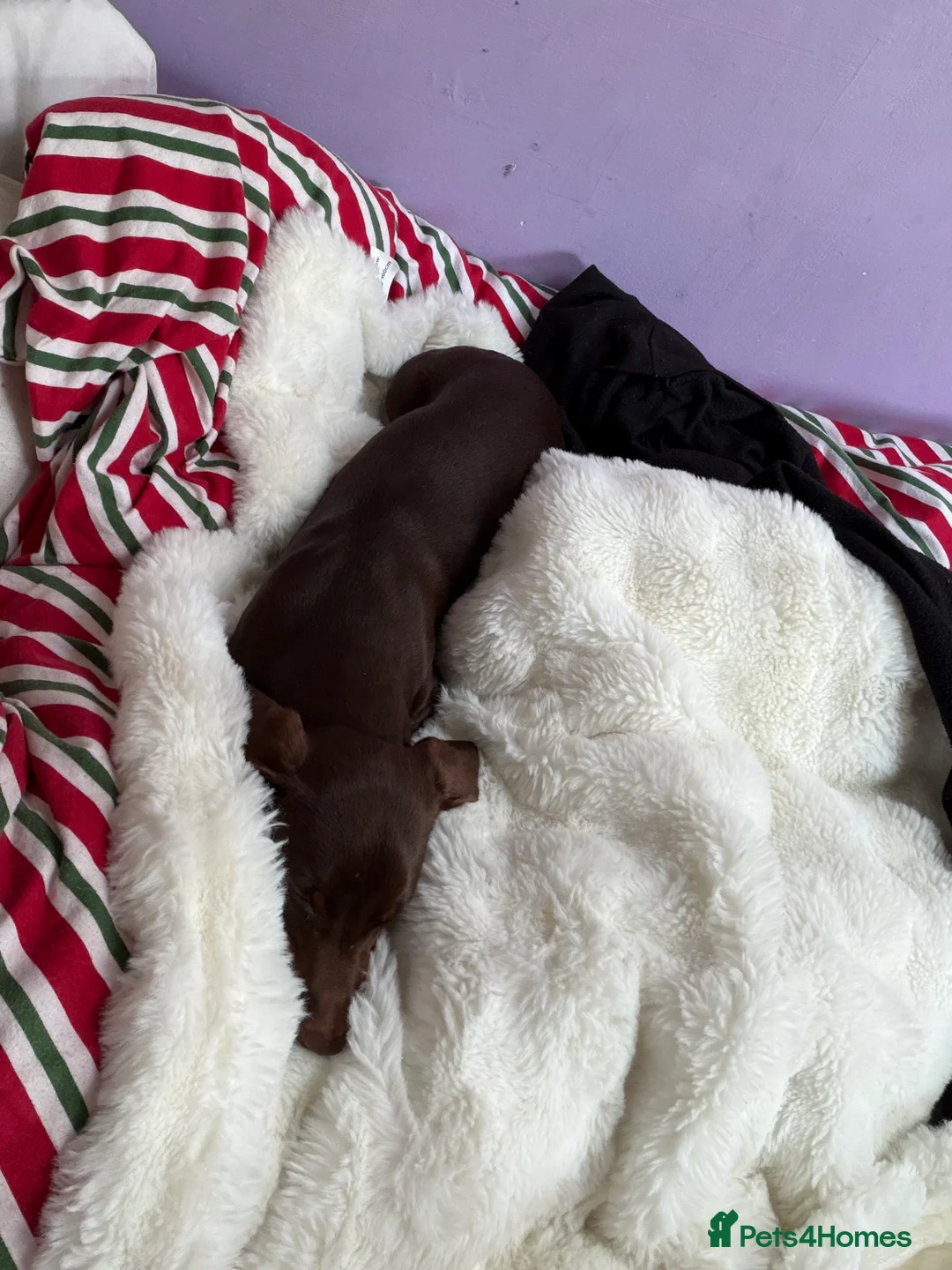 Miniature Dachshund dogs for sale: Miniature dachshund  - Advert 2