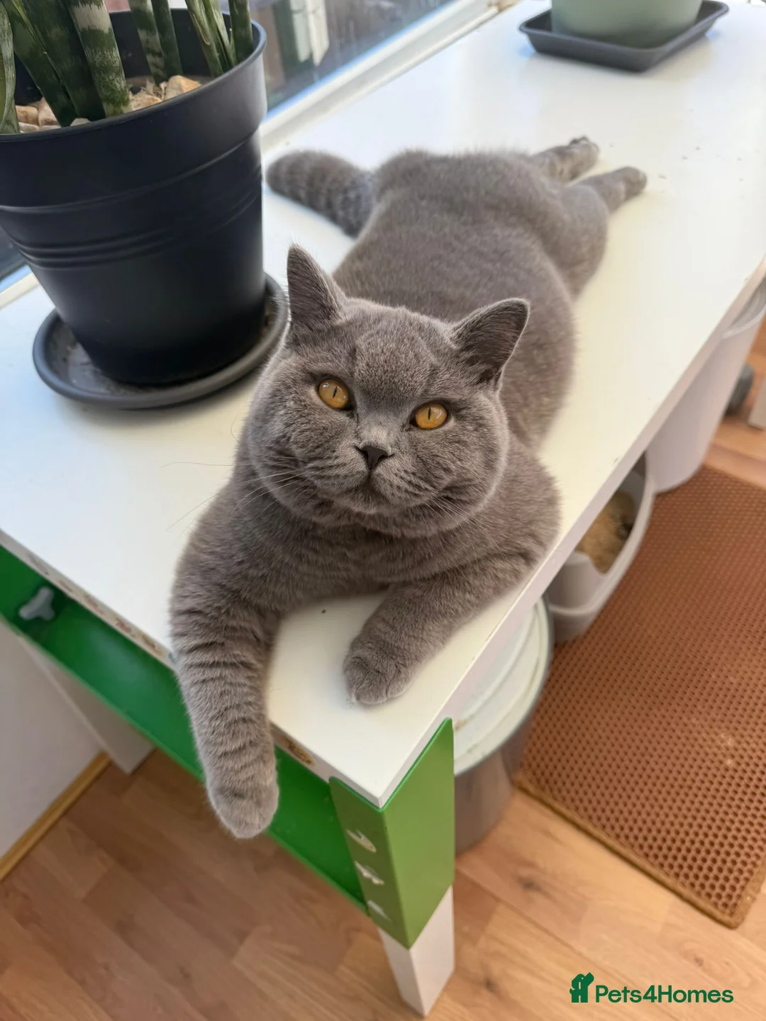 British Shorthair cats for stud: Mr Coco - Advert 13