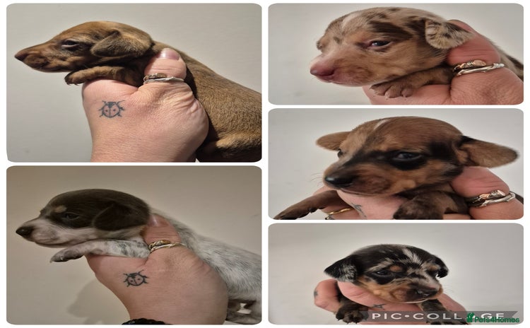 Miniature Dachshund dogs - Advert 16
