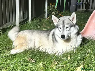 Alaskan Malamute dogs Male Malamute - Advert 6