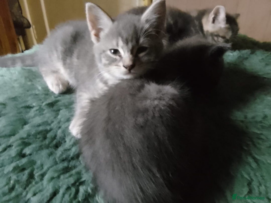 Mixed Breed cats for sale: UNIQUE SILVER/BLUE BENGAL X RUSSIAN BLUE KITTENS  - Image 25