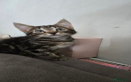 Mixed Breed cats for sale: 4 fluffy kittens for sale - Image 3